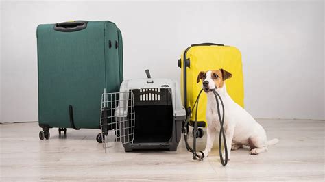 how to move a pet overseas